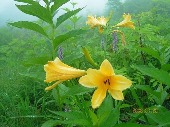 ニッコウキスゲ 日光黄菅 薬草と花紀行のホームページ