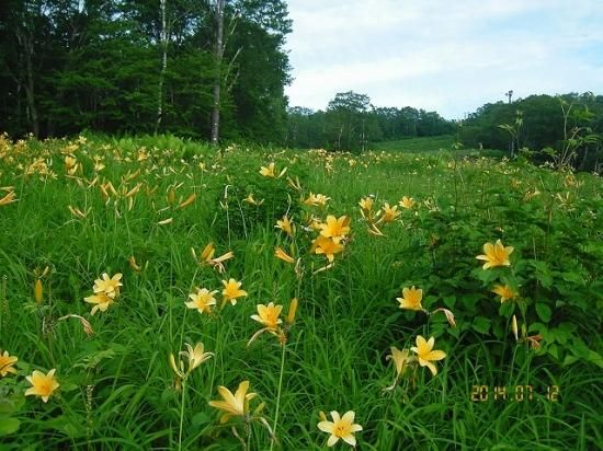 ニッコウキスゲ 日光黄菅 薬草と花紀行のホームページ