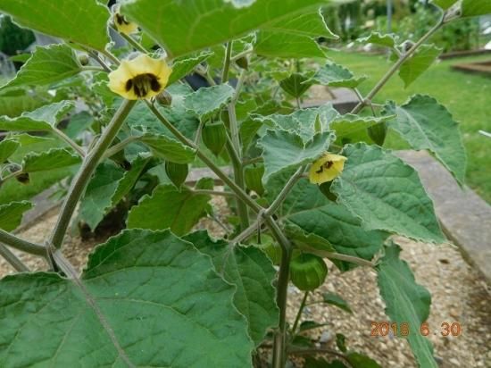 ショクヨウホオズキ 食用鬼灯 薬草と花紀行のホームページ