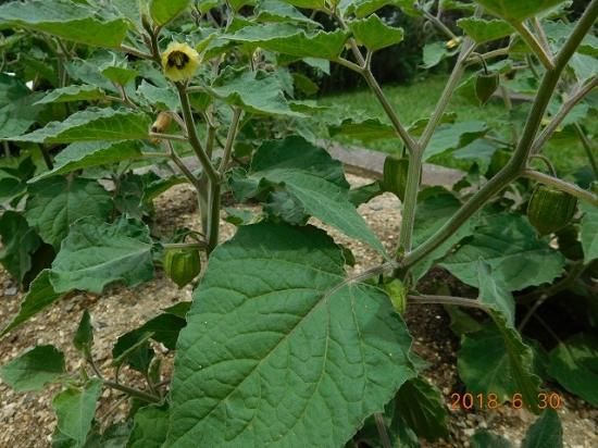 ショクヨウホオズキ 食用鬼灯 薬草と花紀行のホームページ