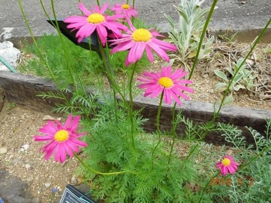 アカバナムシヨケギク 赤花虫除菊 薬草と花紀行のホームページ アカバナムシヨケギク 赤花虫除菊 薬草と花紀行のホームページ