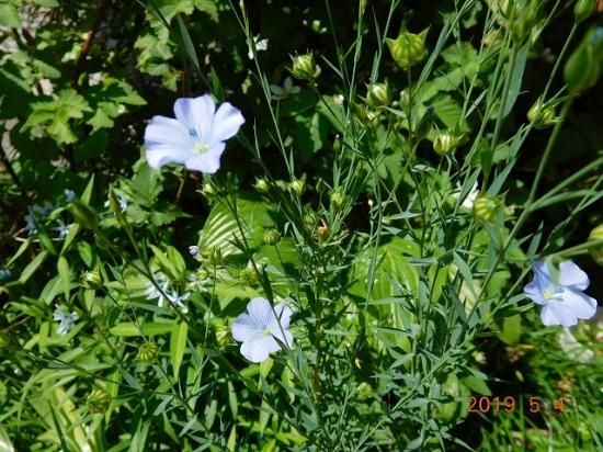 アマ 亜麻 薬草と花紀行のホームページ