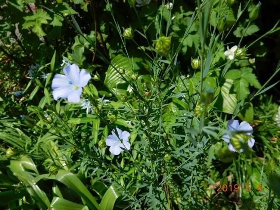 アマ 亜麻 薬草と花紀行のホームページ