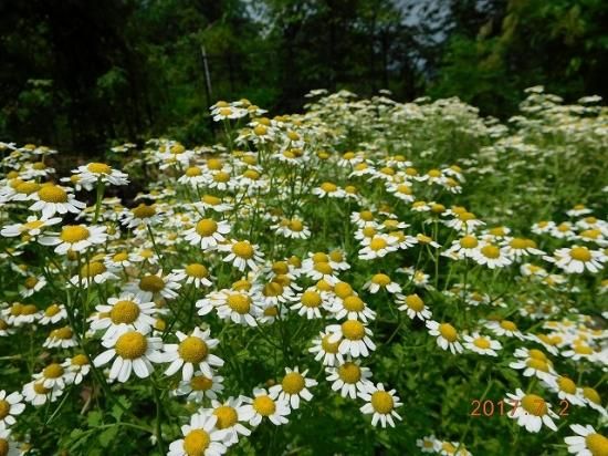 ナツシロギク 夏白菊 薬草と花紀行のホームページ