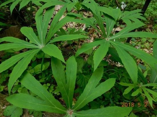 ヤブレガサ 破れ傘 薬草と花紀行のホームページ ヤブレガサ 破れ傘 薬草と花紀行のホームページ