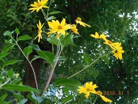 キクイモ 菊芋 薬草と花紀行のホームページ