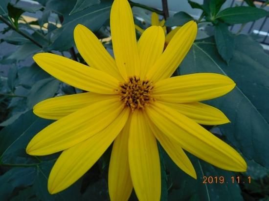キクイモ 菊芋 薬草と花紀行のホームページ