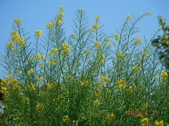 カラシナ 芥子菜 薬草と花紀行のホームページ