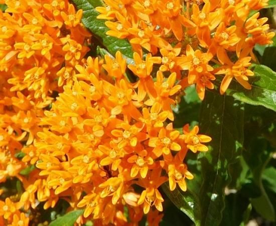ヤナギトウワタ 柳唐綿 薬草と花紀行のホームページ