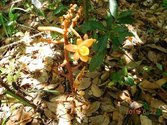 ツチアケビ 土木通 薬草と花紀行のホームページ