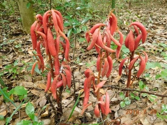 ツチアケビ 土木通 薬草と花紀行のホームページ