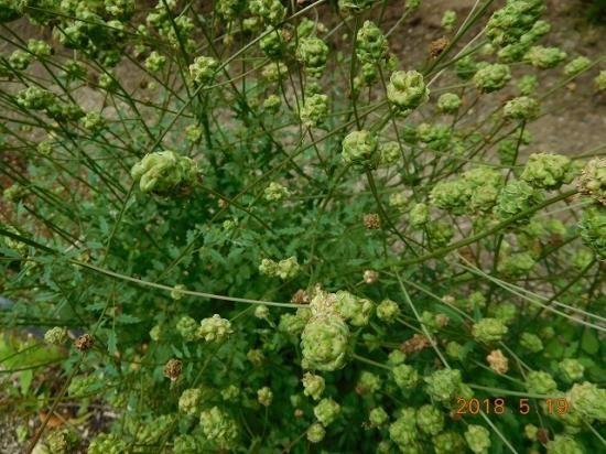 サラダバーネット Salad Burnet 薬草と花紀行のホームページ サラダバーネット Salad Burnet 薬草と花紀行のホームページ