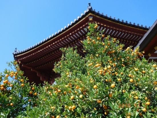 タチバナ(橘) - 薬草と花紀行のホームページ タチバナ(橘) - 薬草と花紀行のホームページ