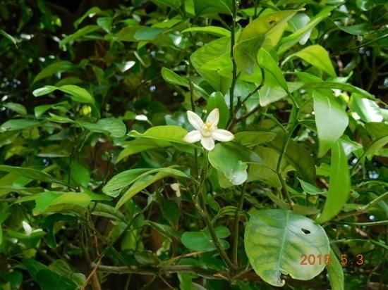ナツミカン 夏蜜柑 薬草と花紀行のホームページ