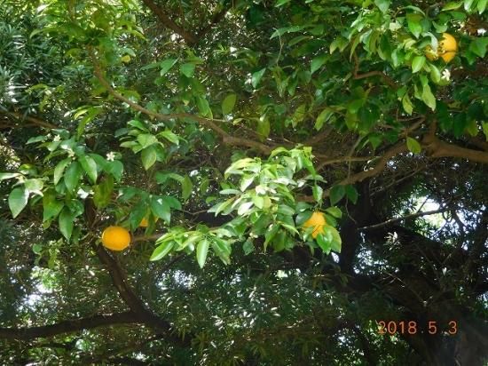 ナツミカン 夏蜜柑 薬草と花紀行のホームページ