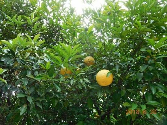 ナツミカン 夏蜜柑 薬草と花紀行のホームページ