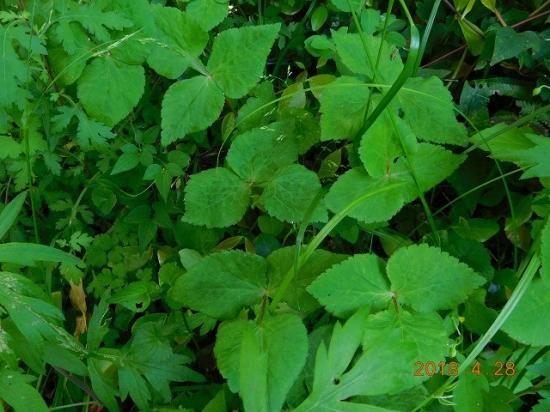 ミツバ 三つ葉 薬草と花紀行のホームページ