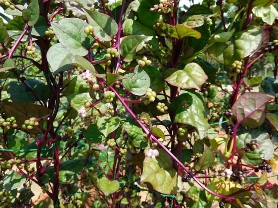 ツルムラサキ 蔓紫 薬草と花紀行のホームページ