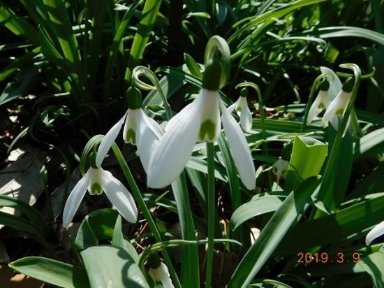 スノードロップ Snowdrop 薬草と花紀行のホームページ