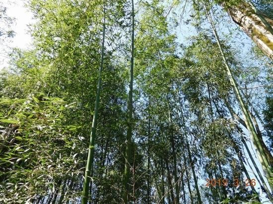 タケ マダケ 真竹 薬草と花紀行のホームページ タケ マダケ 真竹 薬草と花紀行のホームページ