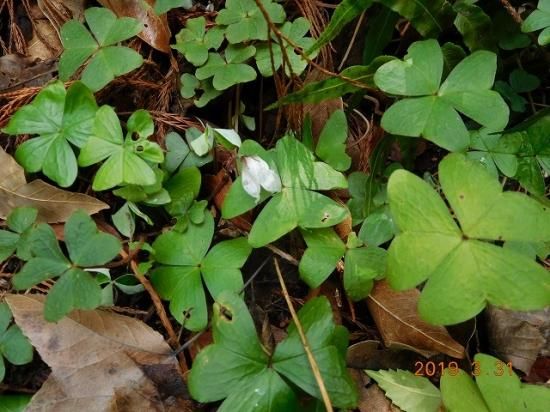 ミヤマカタバミ 深山片喰 深山傍食 薬草と花紀行のホームページ