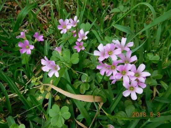 カタバミ ムラサキカタバミ 紫片喰 紫傍食 薬草と花紀行のホームページ