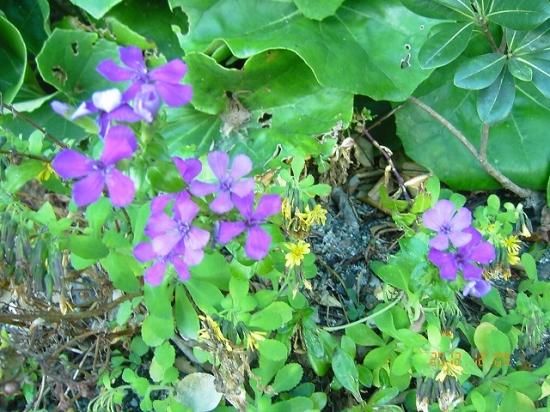 ナデシコ ハマナデシコ 浜撫子 薬草と花紀行のホームページ ナデシコ ハマナデシコ 浜撫子 薬草と花紀行のホームページ