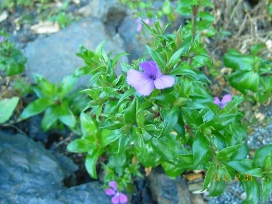 ナデシコ ハマナデシコ 浜撫子 薬草と花紀行のホームページ