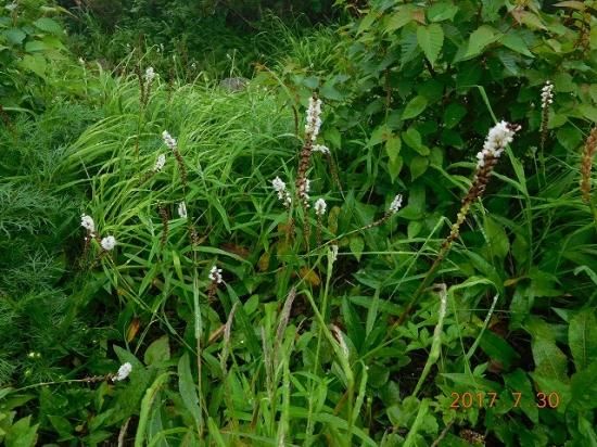 ムカゴトラノオ 零余子虎の尾 薬草と花紀行のホームページ ムカゴトラノオ 零余子虎の尾 薬草と花紀行のホームページ