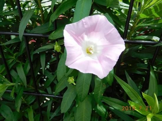 ヒルガオ 昼顔 薬草と花紀行のホームページ ヒルガオ 昼顔 薬草と花紀行のホームページ