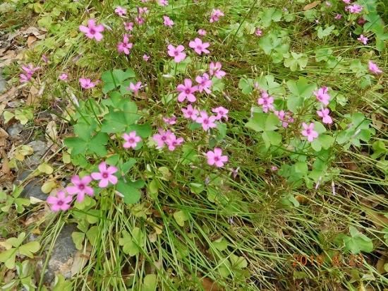 たばみ イモカタバミ - Wikipedia