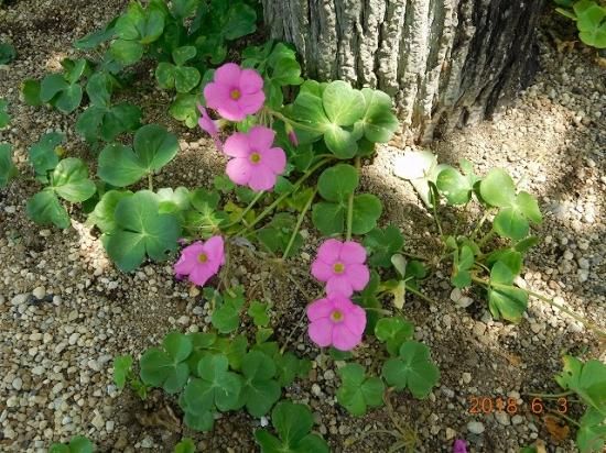 カタバミ ハナカタバミ 花片喰 花傍食 薬草と花紀行のホームページ カタバミ ハナカタバミ 花片喰 花傍食 薬草と花紀行のホームページ