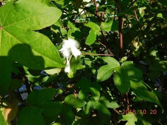 熱帯アジアの薬用植物 熱帯アジアの薬用植物