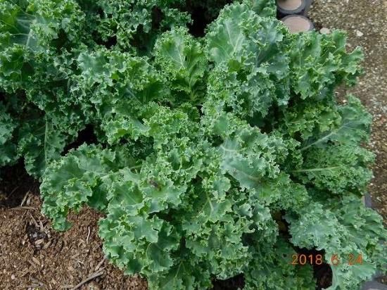 ケール Kale 薬草と花紀行のホームページ