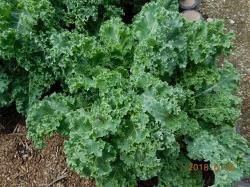 kale