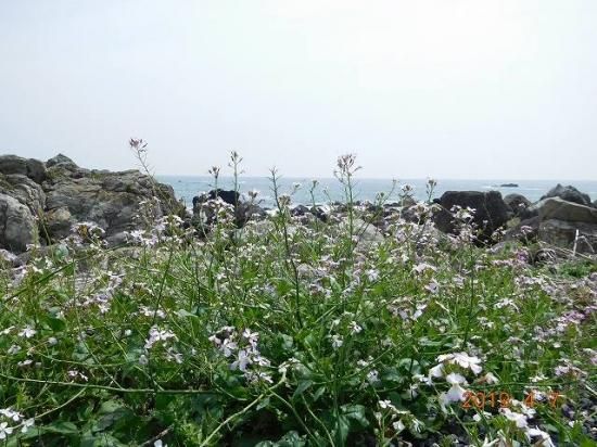 ハマダイコン 浜大根 薬草と花紀行のホームページ