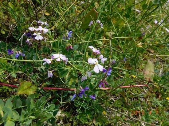 ハマダイコン 浜大根 薬草と花紀行のホームページ