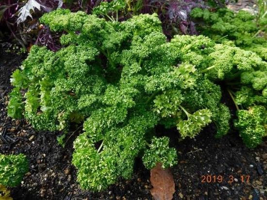 パセリ 薬草と花紀行のホームページ パセリ 薬草と花紀行のホームページ