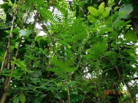 アラビアゴムノキ 薬草と花紀行のホームページ