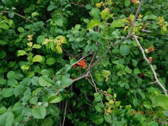 クサボケ 草木瓜 薬草と花紀行のホームページ クサボケ 草木瓜 薬草と花紀行のホームページ