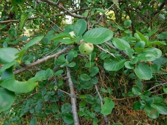 クサボケ 草木瓜 薬草と花紀行のホームページ