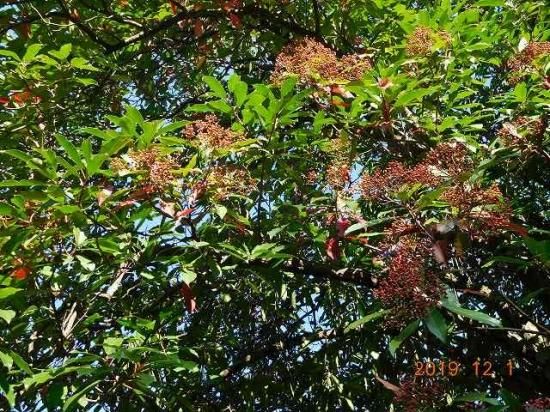 オオカナメモチ 大要黐 薬草と花紀行のホームページ