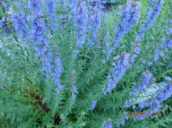 ヒソップ Hyssop 薬草と花紀行のホームページ