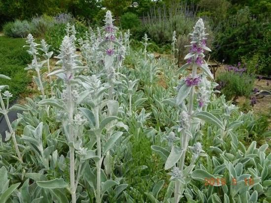 ラムズイヤー Lamb S Ears 薬草と花紀行のホームページ