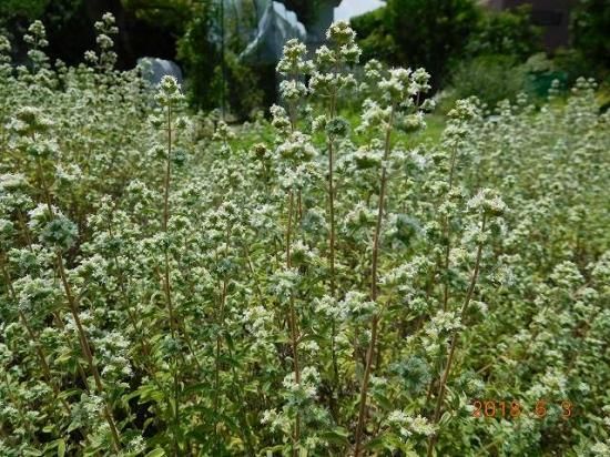 マジョラム Marjoram マヨラナ Marjorana 薬草と花紀行のホームページ マジョラム Marjoram マヨラナ Marjorana 薬草と花紀行のホームページ