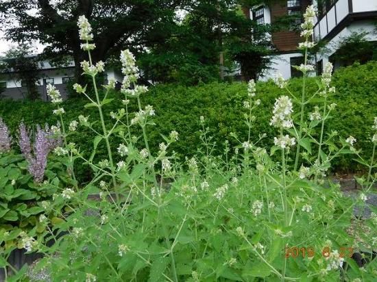 イヌハッカ 犬薄荷 薬草と花紀行のホームページ イヌハッカ 犬薄荷 薬草と花紀行のホームページ