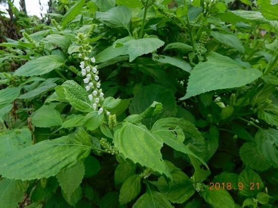 エゴマ 荏胡麻 薬草と花紀行のホームページ