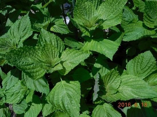 エゴマ 荏胡麻 薬草と花紀行のホームページ