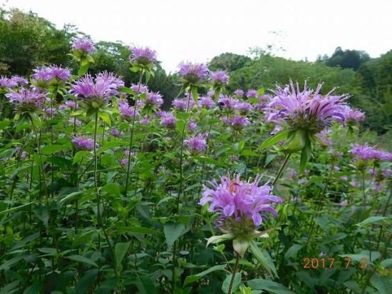 ベルガモット ワイルドベルガモット Wild Bergmot 薬草と花紀行のホームページ ベルガモット ワイルドベルガモット Wild Bergmot 薬草と花紀行のホームページ
