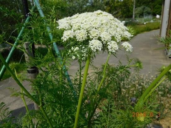 ニンジン 人参 薬草と花紀行のホームページ